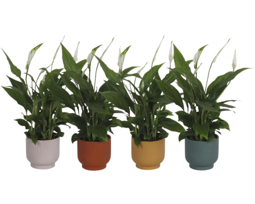 Patru plante de interior Spathiphyllum în ghivece striate de diferite culori, cu flori albe și frunze verzi.