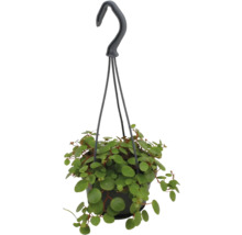Plantă curgătoare Peperomia rotundifolia cu frunze mici rotunde într-un ghiveci negru cu agățătoare.