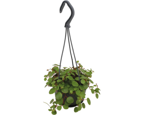 Plantă curgătoare Peperomia rotundifolia cu frunze mici rotunde într-un ghiveci negru cu agățătoare.