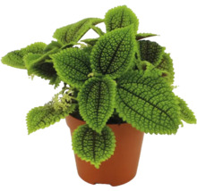 Plantă de interior Pilea involucrata Moon Valley cu frunze verzi texturate într-un ghiveci de cultură din plastic maro.