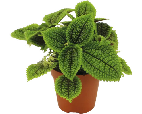 Plantă de interior Pilea involucrata Moon Valley cu frunze verzi texturate într-un ghiveci de cultură din plastic maro.