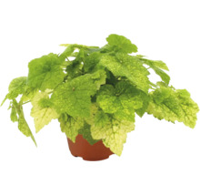 Plantă verde cu frunze variegate de culoare verde deschis și gălbui într-un ghiveci de plastic maro.