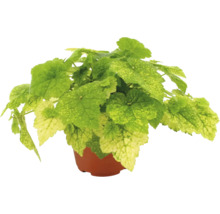 Heuchera cu frunze pestrițe în verde deschis și galben într-un ghiveci de plastic maro.