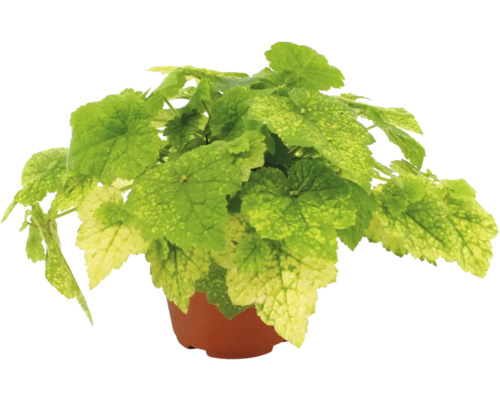 Heuchera cu frunze pestrițe în verde deschis și galben într-un ghiveci de plastic maro.