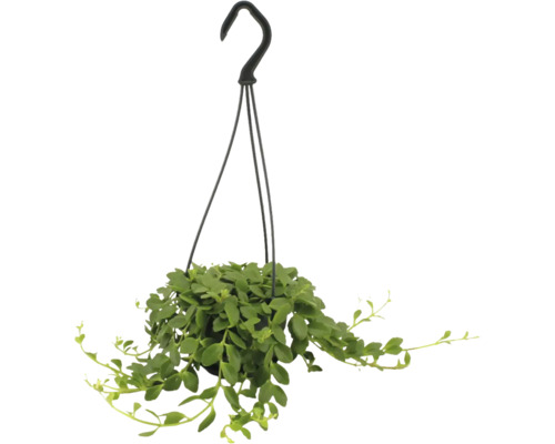 Plantă de interior curgătoare cu frunze mici verzi într-un ghiveci suspendat negru cu cârlig.