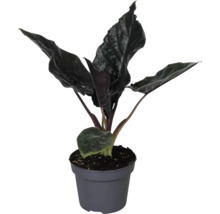 Plantă de interior Alocasia cu frunze închise la culoare și texturate într-un ghiveci de plastic gri.