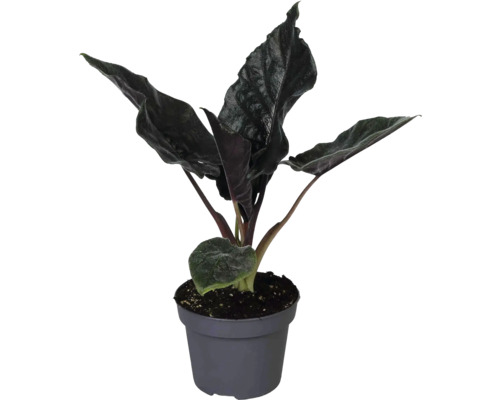 Plantă de interior Alocasia cu frunze închise la culoare și texturate într-un ghiveci de plastic gri.