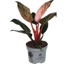 Plantă de interior Philodendron Pink Princess cu frunze variegate în verde și roz în ghiveci de plastic gri din material 100 la sută reciclat.