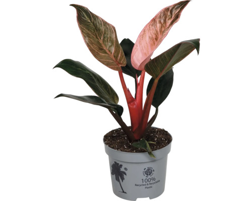 Plantă de interior Philodendron Pink Princess cu frunze variegate în verde și roz în ghiveci de plastic gri din material 100 la sută reciclat.