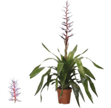 Bromelia Aechmea Blue Rain în ghiveci cu frunze lungi verzi și inflorescență verticală în nuanțe de albastru și alb.