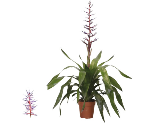 Bromelia Aechmea Blue Rain în ghiveci cu frunze lungi verzi și inflorescență verticală în nuanțe de albastru și alb.