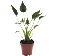 Plantă de interior Strelitzia cu frunze verzi în formă de lingură într-un ghiveci de plastic maro.