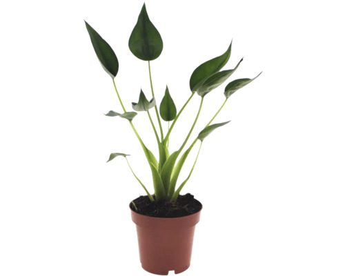 Plantă de interior Strelitzia cu frunze verzi în formă de lingură într-un ghiveci de plastic maro.