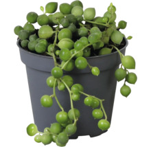 Planta Senecio rowleyanus într-un ghiveci de plastic gri, cu frunze rotunde suspendate.
