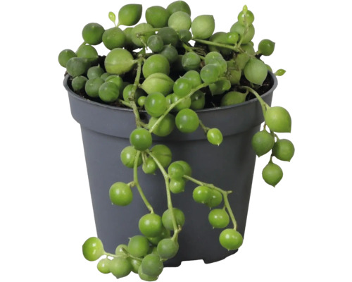 Planta Senecio rowleyanus într-un ghiveci de plastic gri, cu frunze rotunde suspendate.