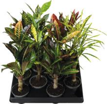Mix de plante Croton (Codiaeum variegatum) cu frunze de diferite forme și modele într-o tavă de cultură.
