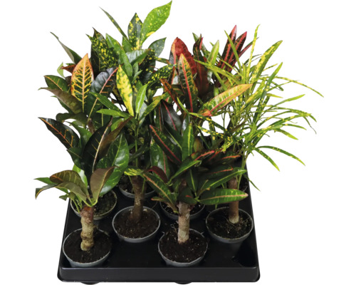 Mix de plante Croton (Codiaeum variegatum) cu frunze de diferite forme și modele într-o tavă de cultură.