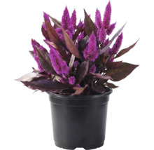 Celosia argentea cu flori violete și frunze închise la culoare în ghiveci de plastic negru.