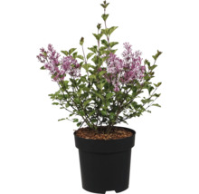 Arbust de liliac înflorit cu frunze verzi și flori mov într-un ghiveci negru.