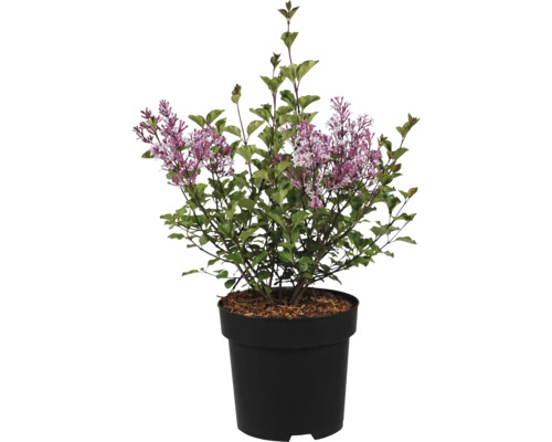 Arbust de liliac înflorit cu frunze verzi și flori mov într-un ghiveci negru.