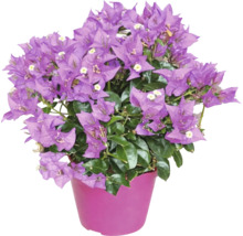 Bougainvillea înflorită de culoare violet cu frunze verzi într-un ghiveci.