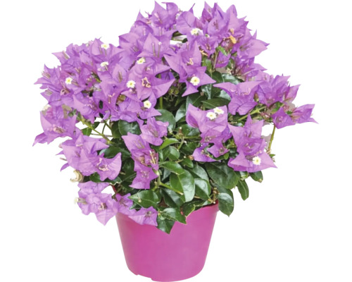 Bougainvillea înflorită de culoare violet cu frunze verzi într-un ghiveci.