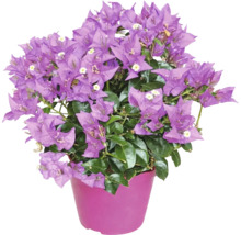 Bougainvillea cu flori mov și frunze verzi într-un ghiveci roz.