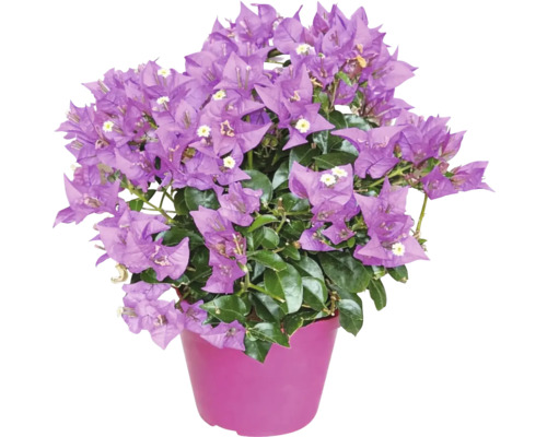 Bougainvillea cu flori mov și frunze verzi într-un ghiveci roz.