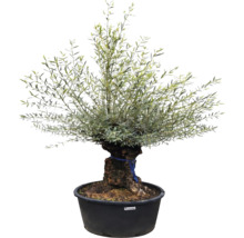 Măslin Olea europaea sub formă de bonsai cu trunchi gros într-un ghiveci de plastic negru.