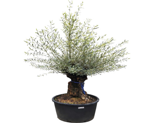 Măslin Olea europaea sub formă de bonsai cu trunchi gros într-un ghiveci de plastic negru.
