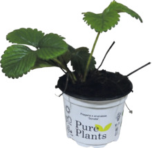 Plantă de căpșuni Fragaria x ananassa Sonata în ghiveci Pure Plants