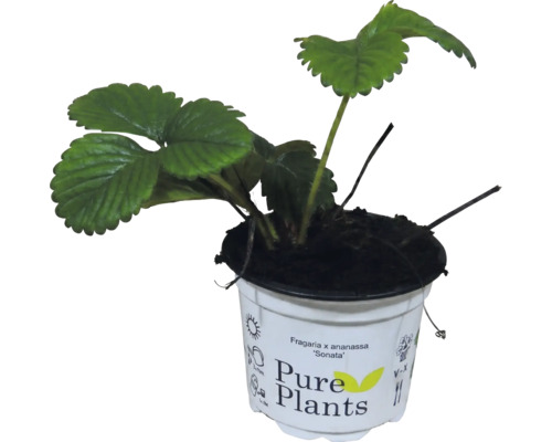 Plantă de căpșuni Fragaria x ananassa Sonata în ghiveci Pure Plants
