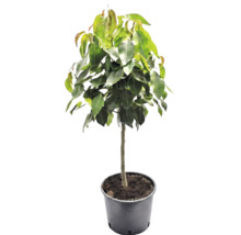 Arbore Ficus cu foliaj verde dens și trunchi drept în ghiveci de plastic negru.