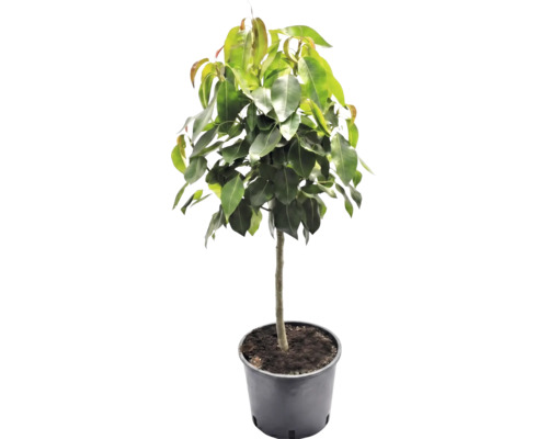 Arbore Ficus cu foliaj verde dens și trunchi drept în ghiveci de plastic negru.