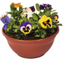 Bol cu panseluțe Viola wittrockiana cu flori colorate și frunze verzi.