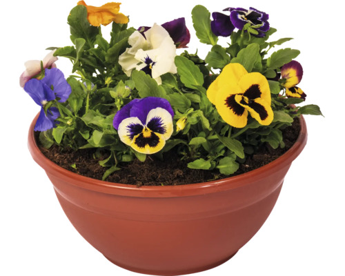 Bol cu panseluțe Viola wittrockiana cu flori colorate și frunze verzi.