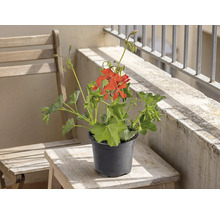 Mușcată roșie într-un ghiveci de plastic negru pe o măsuță de lemn pe balcon.