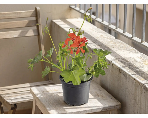 Mușcată roșie într-un ghiveci de plastic negru pe o măsuță de lemn pe balcon.