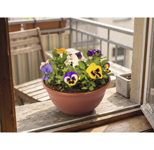 Panseluțe colorate într-un vas rotund pentru plante pe un pervaz de lemn în fața unui balcon.