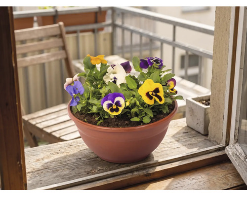 Panseluțe colorate într-un vas rotund pentru plante pe un pervaz de lemn în fața unui balcon.