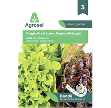 Semințe Agrosel mix de salată Odagiu, Great Lakes și Regina di Maggio, 3 pe 1,67 metri bandă de semințe