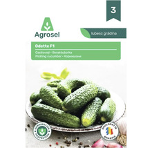 Plic cu semințe de castraveți pentru murături Agrosel Odette F1 cu imaginea unor castraveți verzi mici pe o farfurie.
