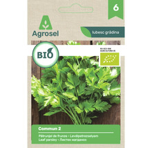Semințe bio pătrunjel de frunze Commun 2 Agrosel, certificate ecologic