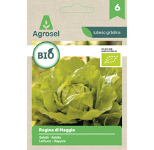Plic cu semințe de salată ecologică Agrosel Regina di Maggio cu siglă biologică a Uniunii Europene.