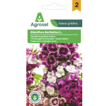 Plic de semințe Agrosel garofiță de grădină Dianthus barbatus melanj cu flori roz și albe și sigiliu de protecție a germinării.