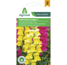 Agrosel plic de semințe gura leului pitic Antirrhinum majus amestec de culori cu protecție la germinare