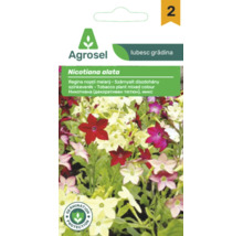 Agrosel Logo pe un plic de semințe pentru Nicotiana alata, Regina nopții cu sigiliu de protecție a germinării.
