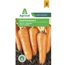 Semințe morcovi Agrosel Royal Chantenay 2, morcovi conici în pământ, protecție germinare, Agrosel Logo.