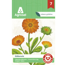 Plic cu semințe de Gălbenele, Calendula officinalis, Agrosel, plantă medicinală.