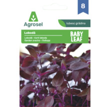 Plic cu semințe de lobodă Baby Leaf de la Agrosel
